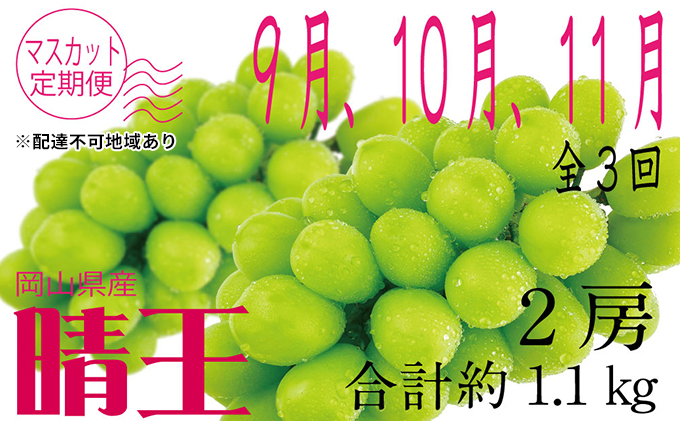 ぶどう 定期便［2023年先行予約］9月・10月・11月発送 シャイン