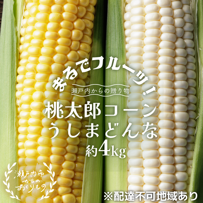 まるでフルーツ！生で甘い、茹でて美味い！牛窓産 とうもろこし