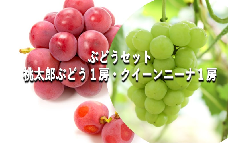 ぶどう 【2025年 早期受付】 ぶどうセット 桃太郎ぶどう 1房 ・ クイーンニーナ 1房 合計約1kg ブドウ 葡萄 岡山県産 国産 フルーツ 果物 ギフト