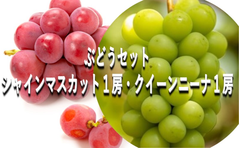 ぶどう 【2025年 早期受付】 ぶどうセット シャインマスカット 1房 ・ クイーンニーナ 1房（合計約1kg） ブドウ 葡萄 岡山県産 国産 フルーツ 果物 ギフト