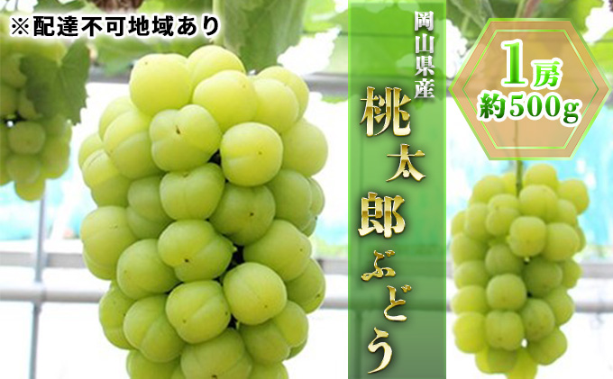 ぶどう 2025年 先行予約 桃太郎 ぶどう 1房 約500g ブドウ 葡萄  岡山県産 国産 フルーツ 果物 ギフト  果物類 