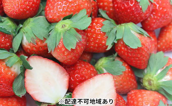 【ご家庭用】岡山県里庄町産いちご さがほのか 約2.0kg（約250g×8パック）