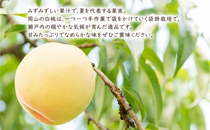 桃 2024年 先行予約 白皇（白桃）約2kg（6～7玉） もも モモ 岡山県産