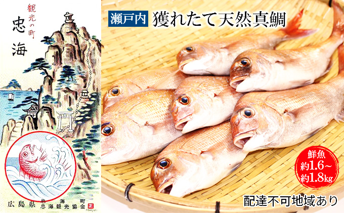 瀬戸内 獲れたて天然真鯛【鮮魚 約1.6〜約1.8kg】