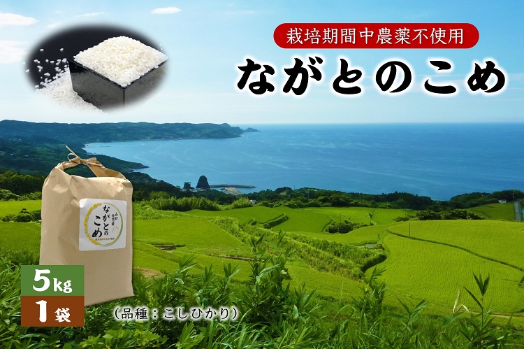 (10055)ながとのこめ こしひかり コシヒカリ 5ｋｇ 白米 精米 長門市 令和5年度産