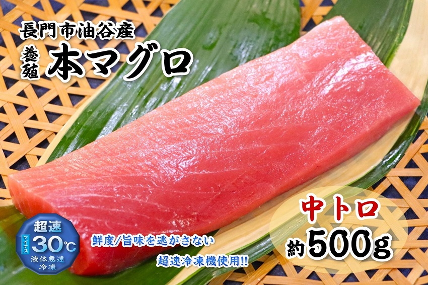 (1274)油谷産養殖本マグロ 中トロ柵 500g