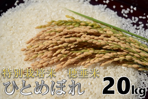 (1402)米　精米　白米　特別栽培米　穂垂米　「ひとめぼれ」　20kg　【令和5年産】