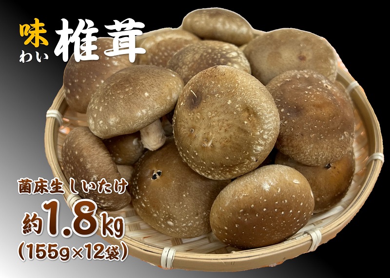 (10019) 椎茸 シイタケ 菌床しいたけ  ヤマカ精工 大容量 12袋 1.8㎏ 野菜 長門市