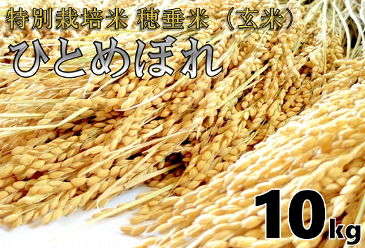 (1266)米　玄米　特別栽培米　穂垂米　「ひとめぼれ」　10kg　【令和5年産】