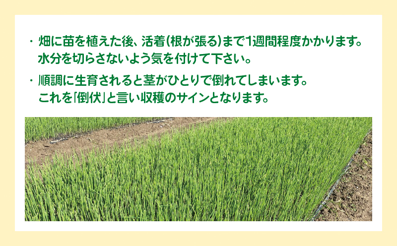 数量限定 】 玉ねぎの苗 200本セット 玉葱 たまねぎ 苗 野菜 家庭菜園