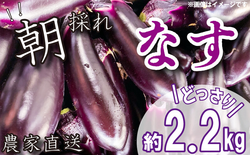 【 先行予約 】朝採れ なす 約2.2kg 千両なす 野菜 夏野菜 阿波市産 徳島県
