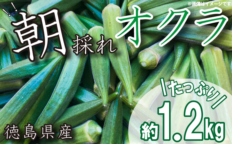 先行予約 】朝採れ オクラ 約1.2kg 夏野菜 野菜 阿波市産 徳島県｜ふるラボ