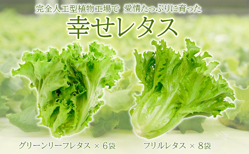 野菜 詰め合わせ セット レタス 計14個 サラダ グリーンリーフレタス 6個 フリルレタス 8個 水耕栽培 幸せレタス