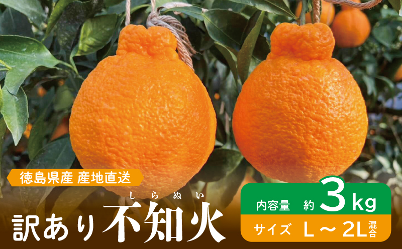 訳あり 果物 しらぬい 3kg L 〜 2L 混合 サイズ不揃い 先行予約 令和 7年産 1箱 不知火 柑橘 阿波市産