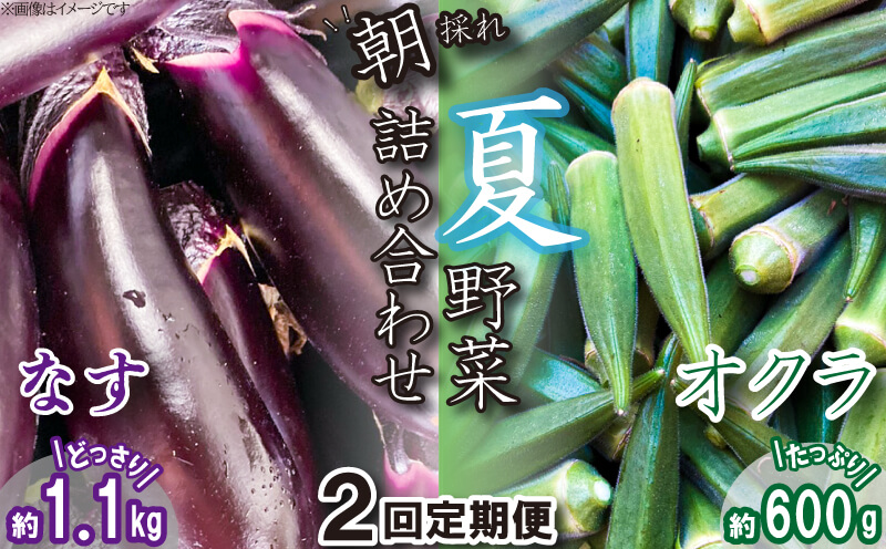 先行予約 】 夏野菜 定期便 2回 朝採れ なす 約1.1kg と オクラ 約600g セット 千両なす オクラ 野菜 阿波市産 徳島県｜ふるラボ