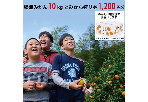 パイロット松下園 勝浦みかん 10kg＋みかん狩り券 1200円分