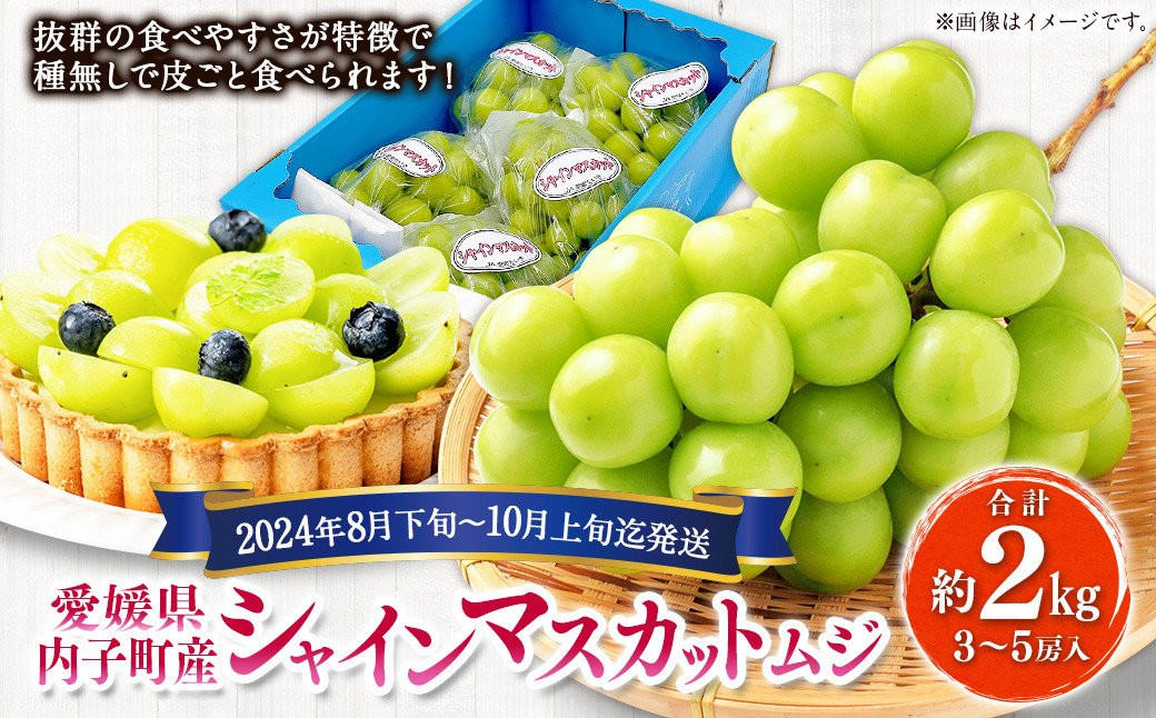 内子町産 シャインマスカット ムジ 3～5房入 約2kg【2024年8月下旬～10月上旬迄発送】【えひめの町（超）推し！（内子町）】（444）｜ふるラボ