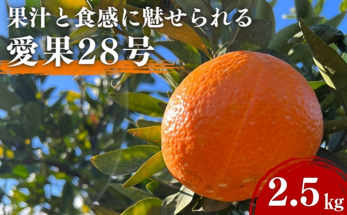 愛果28号 約2.5kg 東温市産 サイズお任せ 「 紅まどんな 」の同一品種（品種名： 愛媛果試28号 ） 今が旬 農園直送 みかん 人気 数量限定 先行予約 愛媛みかん かんきつ 愛媛県 フルーツ 果物 くだもの 甘い