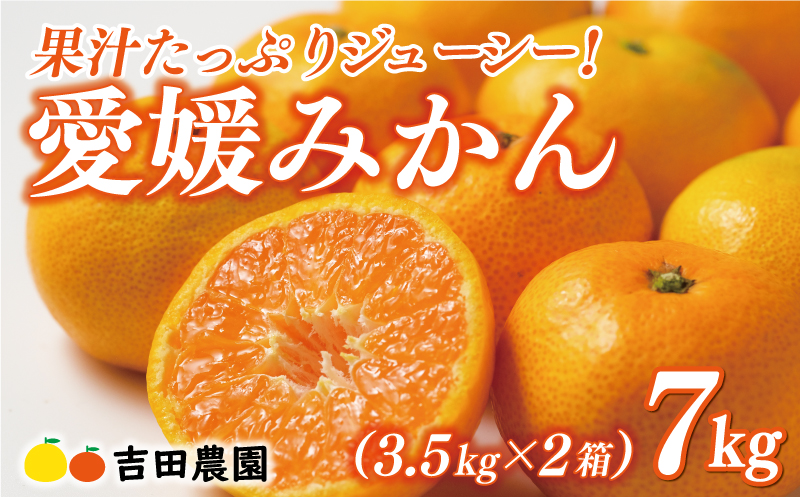 先行予約 愛媛みかん 合計 7kg ( 3.5kg × 2箱 ) 16000円 愛媛 みかん 温州みかん こたつ みかん mikan 蜜柑 ミカン 家庭用 贈答用 ギフト プレゼント お歳暮 産地直送 国産 農家直送 糖度 期間限定 数量限定 特産品 ゼリー ジュース アイス 人気 限定 甘い フルーツ 果物 柑橘 先行 事前 予約 受付 ビタミン 美味しい おいしい 愛南町 愛媛県 吉田農園