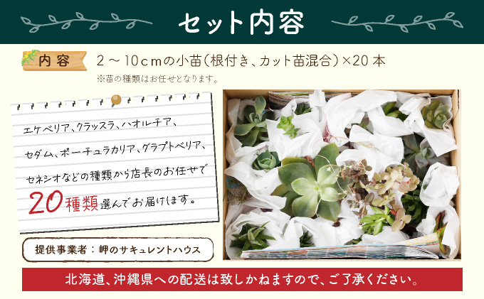 多肉植物の小苗２０本セット（２０種類アソート）｜ふるラボ