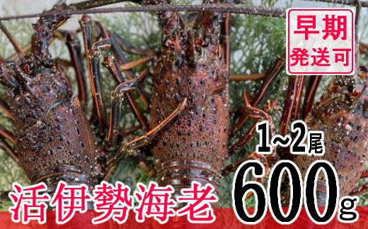 【漁師直送】 活 伊勢海老 600ｇ 〈 お刺身 ・ お鍋 などに おすすめ 〉 エビ 海老 えび 伊勢 伊勢えび 伊勢エビ 産地 直送