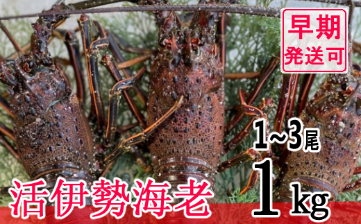 【漁師直送】 活 伊勢海老 1kg 〈 お刺身 ・ お鍋 などに おすすめ 〉 エビ 海老 えび 伊勢 伊勢えび 伊勢エビ 産地 直送