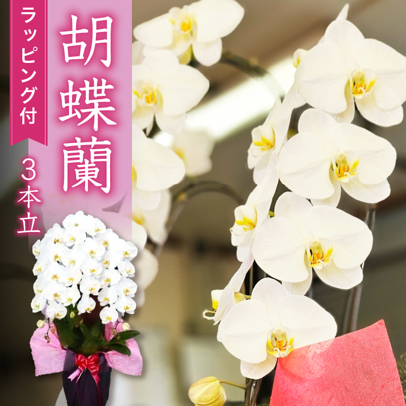 胡蝶蘭 3本立て スタンダード お祝い 須崎洋蘭園 母の日 贈り物 プレゼント 高知県 須崎市