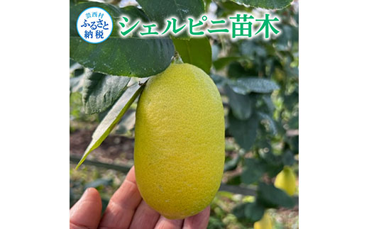 フルーツの木 種なしレモン シェルピニ苗木 2年生 柑橘 柑橘苗木 果樹