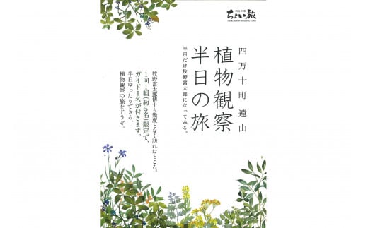 四万十町遠山植物観察会　体験チケット（1～5名様）／Mkk-33