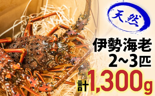 漁港直送！四万十町産の天然伊勢海老2～3匹（計1300ｇ）／Dns-Z15