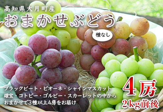 【高知県 大月町産】松田ぶどう園　種なしブドウ4房(2kg)