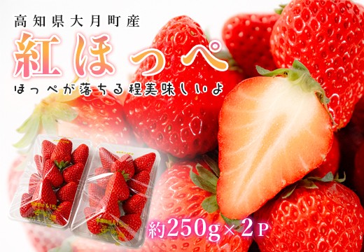 【高知県 大月町産】紅ほっぺ　約250ｇ×2パック　いちご 果物 フルーツ 苺 イチゴ くだもの