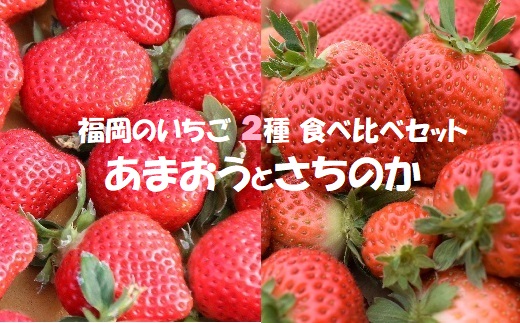 【2025年1月発送開始】いちご2種食べ比べセット「あまおう」「さちのか」各2パック計1,160g★あんずの里[F0073]