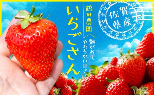 伊万里産「 いちごさん 」　250ｇ ×２パック　～鶴田農園～ B570