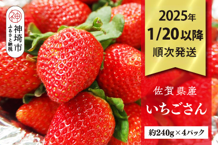 【R7年1月20日より発送】期間限定 佐賀県産いちごさん 約240g×4パック【苺 イチゴ ブランドいちご 朝採れ デザート スイーツ フルーツ 誕生日ケーキ バレンタイン】(H040150)