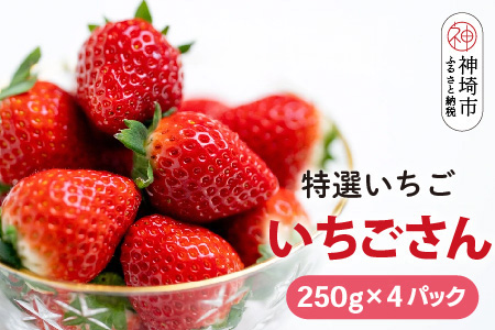 【R7年1月中旬より発送】期間限定 特選いちご(いちごさん) 250g×4パック【苺 イチゴ ブランドいちご 朝採れ デザート スイーツ フルーツ 誕生日ケーキ バレンタイン】(H101105)