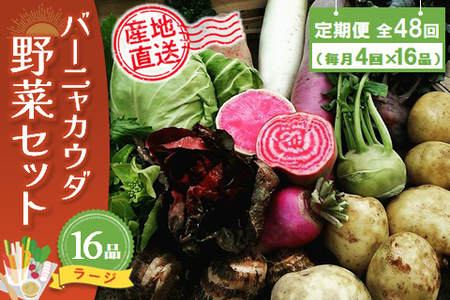 年間定期便48回 バーニャカウダ野菜セットラージ 16品 【有機野菜 おまかせ野菜セット イタリア野菜 西洋野菜 定期便】(H078124)