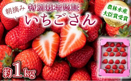 [先行予約・数量限定]佐賀県人気NO1「いちごさん」約1kg(235g×4p)