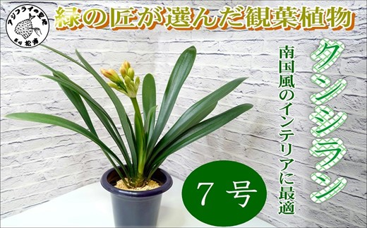 緑の匠が選んだ観葉植物 素敵な空間づくりに クンシラン 7号( クンシラン 観葉植物 インテリア 植物 新築祝い 贈り物 開店祝い 引っ越し祝い 送料無料 )【C0-059】