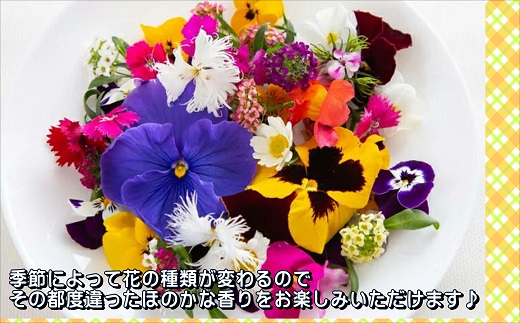 【B1-129】食べられる綺麗なお花　エディブルフラワー