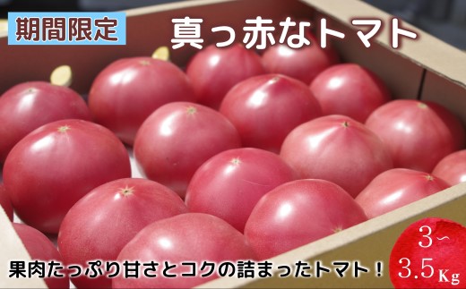 【A9-015】期間限定 真っ赤なトマト3kg～3.5kg 
