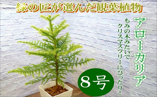 【D0-008】緑の匠が選んだ観葉植物 素敵な空間づくりに アローカリア 8号