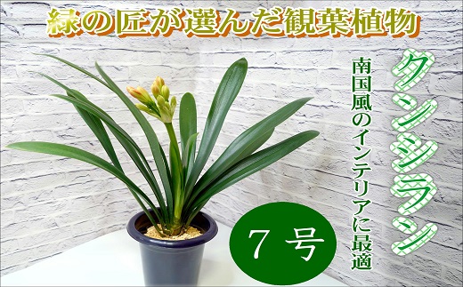 【B8-004】緑の匠が選んだ観葉植物　素敵な空間づくりに　クンシラン　7号