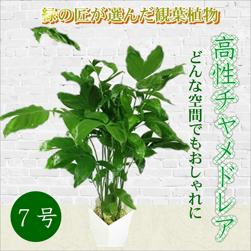 【B6-007】緑の匠が選んだ観葉植物　素敵な空間づくりに　高性チャメドレア　7号