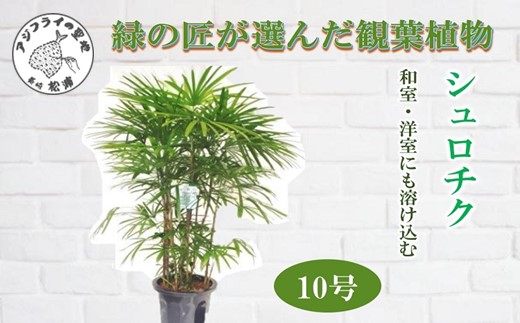 緑の匠が選んだ観葉植物 素敵な空間づくりに シュロチク 10号( シュロチク 観葉植物 インテリア 植物 新築祝い 贈り物 開店祝い 引っ越し祝い 送料無料 )【E7-003】