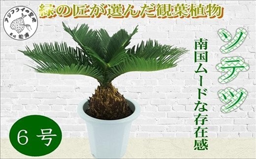 緑の匠が選んだ観葉植物 素敵な空間づくりに ソテツ 6号( ソテツ 観葉植物 インテリア 植物 新築祝い 贈り物 開店祝い 引っ越し祝い 送料無料 )【C4-018】