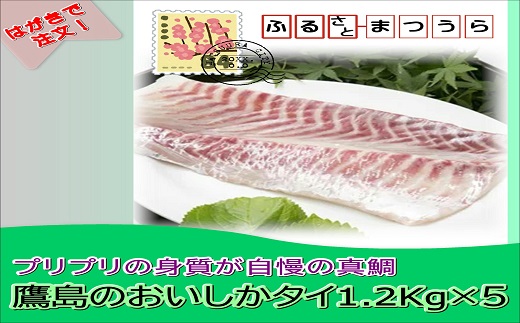 お届けオーダーメイド！鷹島のおいしか鯛1.2kg×5( タイ 鯛 真鯛 マダイ お中元 お歳暮 贈答用 アラ 刺身 煮付 )【I0-013】