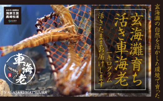 【D4-004】新松浦漁協　活きくるまえび1kg