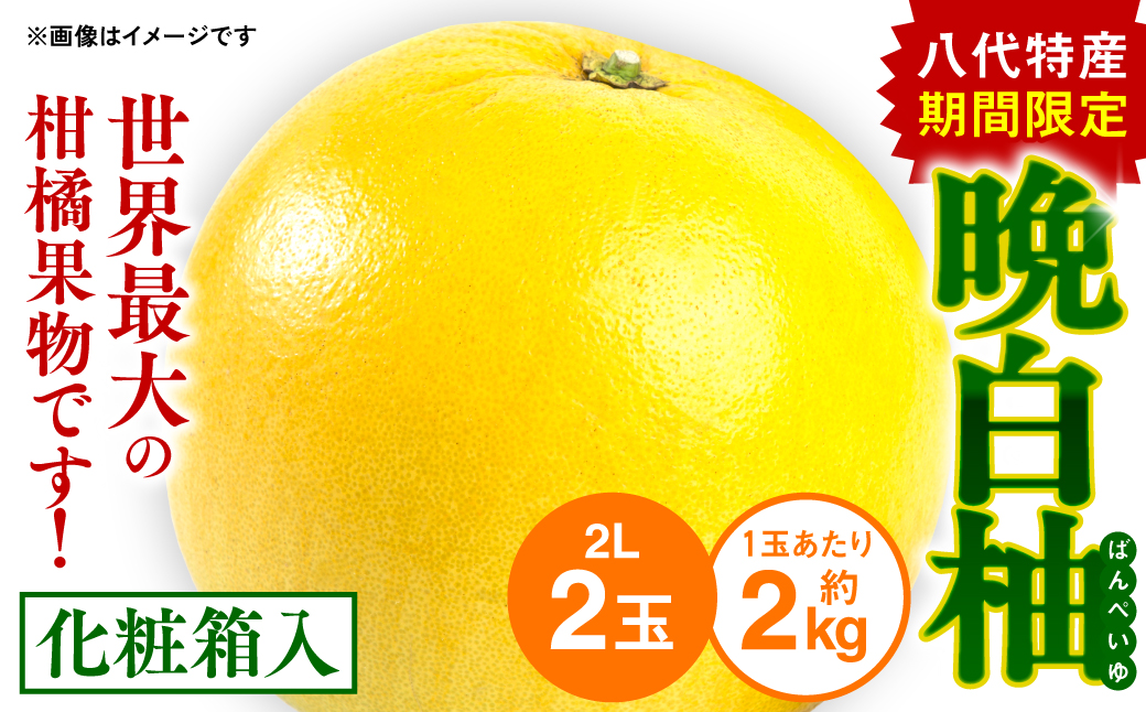 先行予約】 八代特産 晩白柚（ばんぺいゆ）2Lサイズ（約2kg）×2玉