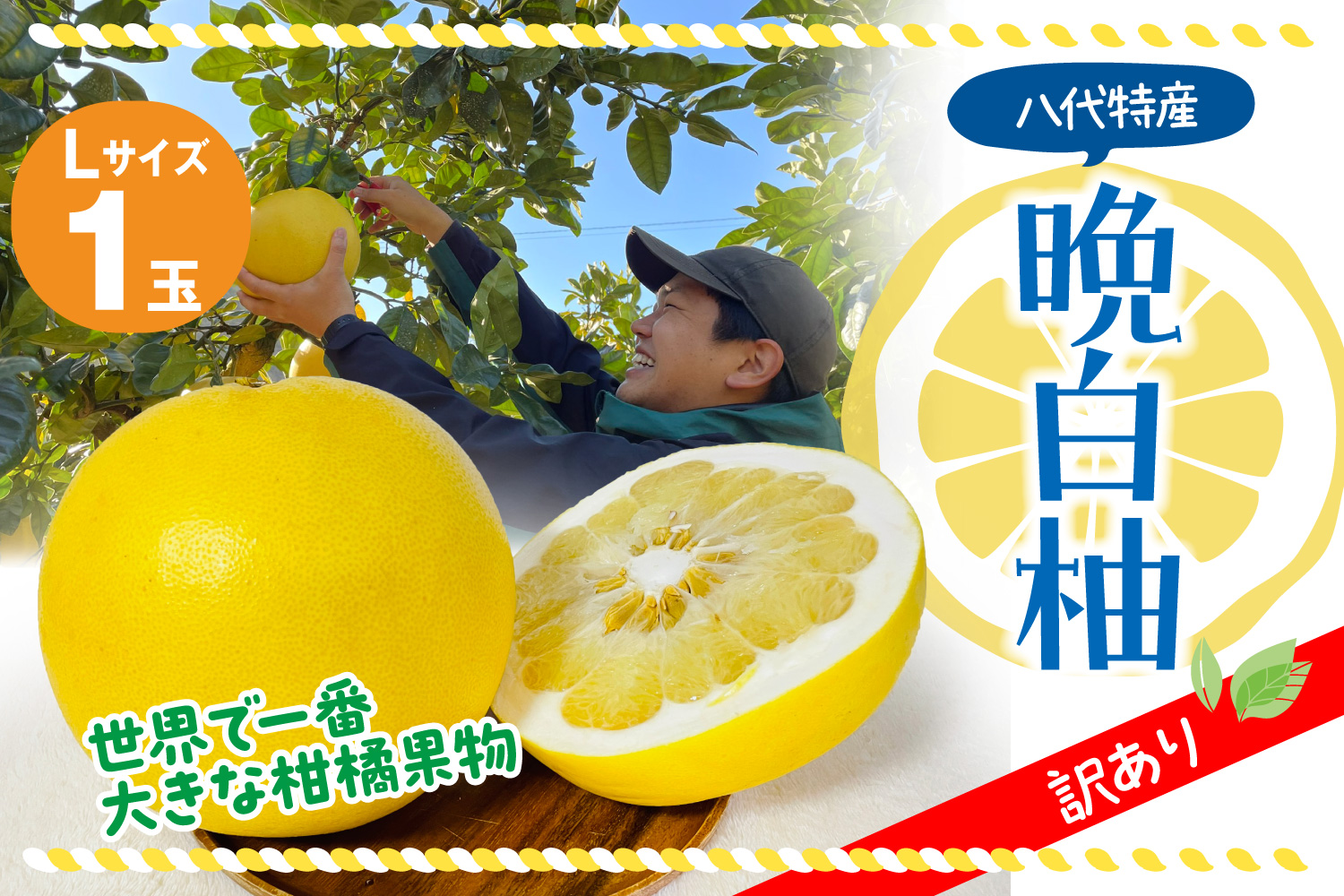 【先行予約】 【訳あり】 八代市産 晩白柚 1玉 柑橘 果物 フルーツ 熊本県産 【2024年12月上旬より順次発送】